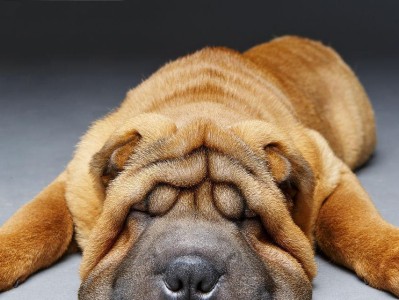 让沙皮犬自己找到指定的方便地点！