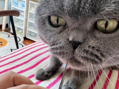小猫掉胡子究竟是什么意思？（探寻小猫掉胡子的原因及其象征意义）