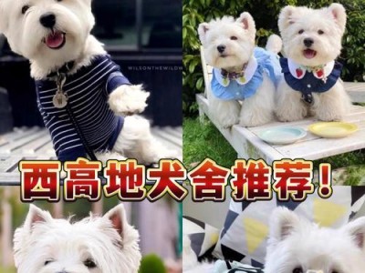 如何选择适合狗舍地面的材料（为你的爱犬提供一个舒适和安全的居住环境）