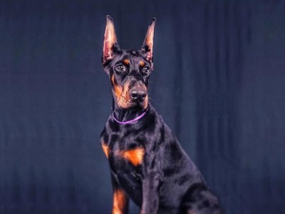 迷你杜宾犬——小巧玲珑的宠物选择