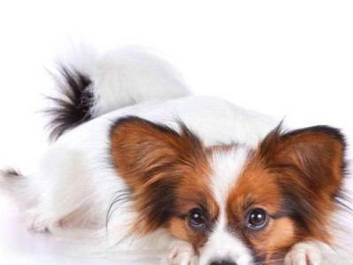 让你的蝴蝶犬健康成长——正确摄取营养的方法（宠物喂养必备，15个实用技巧分享）