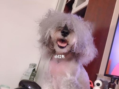 雪纳瑞狗狗洗澡必备准备（从宠物用品到环境清洁，如何让你的狗狗洗澡更加愉快）