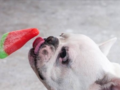 斗牛犬的喂养须知——打造健康快乐的宠物生活（了解斗牛犬的特性和喂养要求，让你成为贴心的宠物主人）