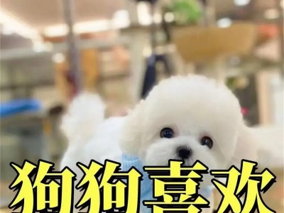 四种堪比补品的食物，宠物狗必备！（提高免疫力、增强健康，让狗狗更健康长寿）