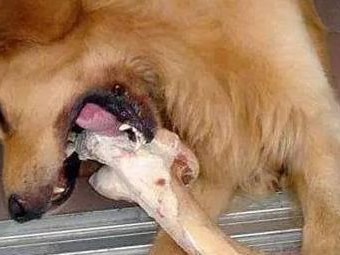 狗狗吃骨头卡喉怎么办？（急救步骤、预防措施、挽救喉咙卡骨狗狗的方法）