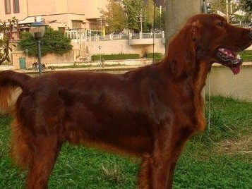 如何正确饲养戈登雪达犬？（从饲料选择到训练技巧，全面指导）