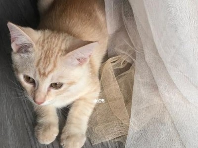 宠物猫咪突然死亡，应该怎么办？（失去爱宠的痛苦，如何度过？）