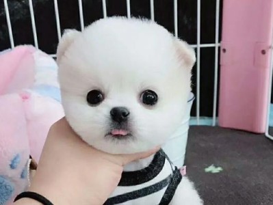探索以俊介君为主题的狗的魅力（发现以俊介君为主题的狗的特点和个性魅力）