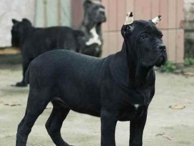 养卡斯罗犬的优缺点分析（从初养者的角度出发，探讨卡斯罗犬的适合性及养护难度）
