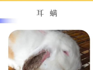 揭秘家兔疾病（了解常见疾病，为家兔健康护航）