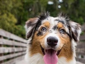 澳大利亚牧羊犬的饲养指南（从食物到训练，全面掌握饲养技巧）