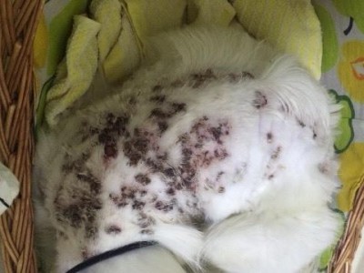 狗狗螨虫感染的症状及治疗方法（了解狗狗螨虫感染的常见症状和有效治疗方法）