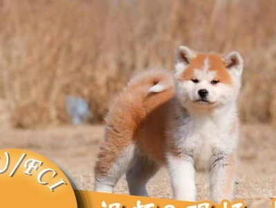 秋田犬幼犬价格调查（了解秋田犬幼犬价格的行情和影响因素）