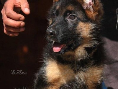 德国牧羊犬的价格与选购指南（揭秘德国牧羊犬市场）