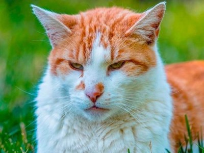探索小花猫的独特魅力（小花猫的特点、习性和养护技巧）