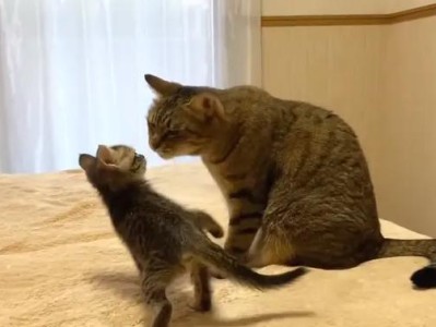 公猫为何会舔母猫的屁股？（探索公猫舔母猫屁股行为的原因和意义）