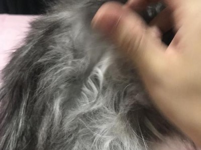 解决狗狗毛发打结问题的技巧（为什么狗狗的毛会打结？如何避免和处理打结问题）