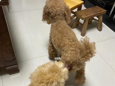 为什么狗狗总爱舔自己身上的毛？（探究狗狗舔毛的原因和行为）