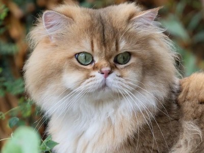 以没尾巴的猫代表什么？（探究无尾猫的象征意义及其背后的文化寓意）