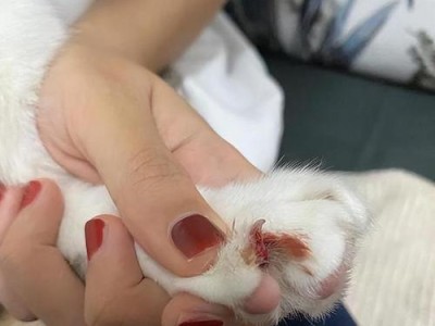 揭秘猫后爪指甲的神奇之处（探寻猫后爪指甲的形态、功能和保养方法）