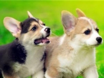 可以给柯基犬吃大蒜吗？（以宠物为主，为您详细解答！）