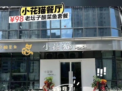 探索小花猫（领养小花猫，给你的生活注入无限欢乐与温暖）