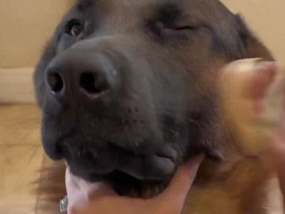 以粉扑狗为主题的可爱狗狗品种介绍（探索粉扑狗的外貌特征、性格和饲养要点）