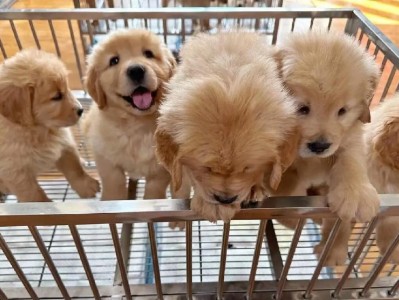 金毛犬之色——探索金毛犬的多彩外貌（探索金毛犬外貌的9种颜色与特点）