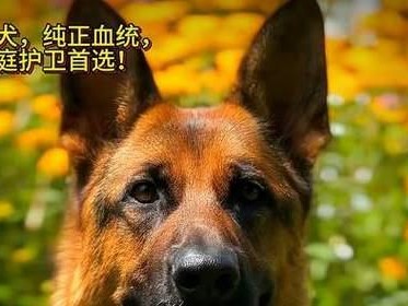 德国牧羊犬价格的差异与影响因素（探究血统和年份对德国牧羊犬价格的影响）