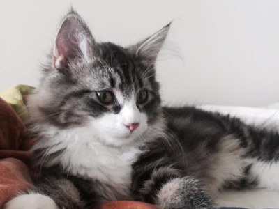 挪威森林猫饲养全指南（如何让你的挪威森林猫成为最幸福的家庭宠物）