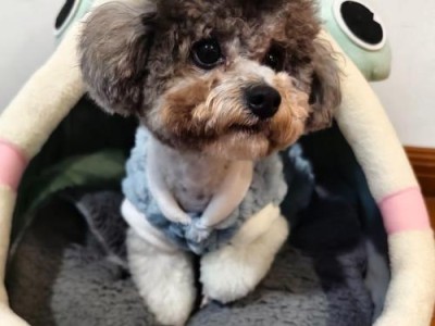 选择小型犬宠物的五个公认好养品种（寿命很长的可爱伴侣，你应该选他们！）