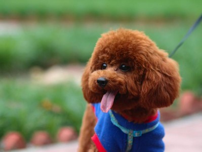 泰迪犬全年龄阶段的饲养注意（了解泰迪犬全年龄阶段的特点和需求，让你成为合格的宠主）