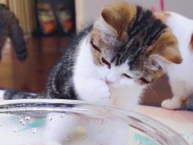 如何为猫咪炖鱼汤补充营养？（营养满分，猫咪吃得健康！）