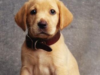 全面攻略世界名犬拉布拉多犬（了解拉布拉多犬的特点、饲养要点与训练技巧）