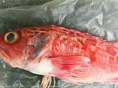 红宝石鱼的饲养秘籍（打造优美水族环境，营造健康生活方式）