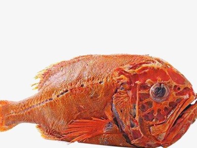 红色的海鱼——瑰丽海洋中的明珠（探秘红色海洋生物的奇妙世界）