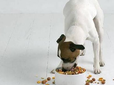 狗狗不吃狗粮怎么办？（解决宠物偏食问题的有效方法）