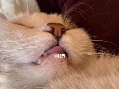 猫咪吐舌头的原因和意义（解析猫咪吐舌头行为的奥秘）