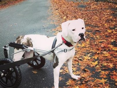 如何保护你的宠物犬不受中毒和撞车的伤害（教你如何避免斗牛犬中毒和车祸事故）