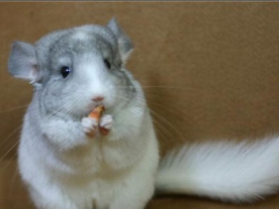 如何饲养标准灰龙猫（从环境、食物、卫生等方面详细介绍标准灰龙猫的养护方法）