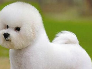 以比熊犬的刺激驯练法，打造聪明顺服的宠物（宠物刺激驯练法，让比熊犬变得更加聪明顺服）