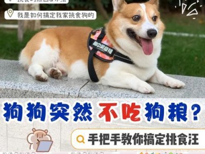 狗狗每天需要多少狗粮？揭秘喂食规律（探究狗狗喂食量，宠主必看！）