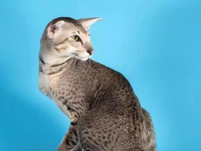 如何科学养护东方短毛猫？（从饮食到生活习惯，关注猫咪的细节！）