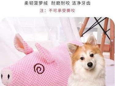 如何帮助宠物狗狗度过磨牙期的痛苦（掌握关键技巧，让宠物狗狗健康快乐成长）