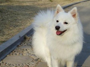 芬兰狐狸犬的饲养方法（打造幸福宠物生活，让芬兰狐狸犬成为你的最佳伙伴）