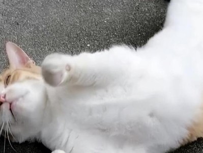 猫咪为什么会打滚？（探究猫咪打滚的原因与行为意义）