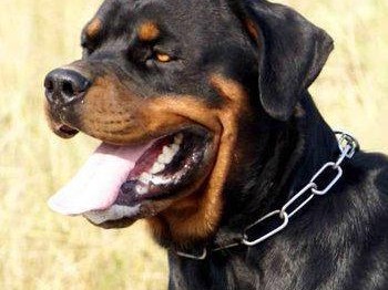 罗威纳犬FCI标准（探索罗威纳犬FCI标准中的各项要求及特点）