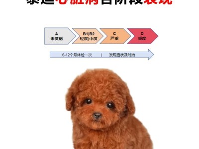 30天内如何喂养你的泰迪狗狗？（科学饲养让你的宠物更健康）