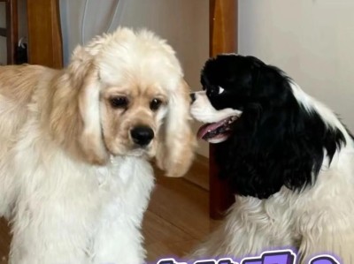 可卡犬的寿命有多长（探究可卡犬寿命长短的原因及如何延长其寿命）