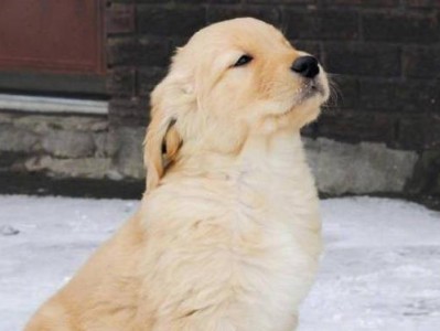 金毛犬夏季的最佳舒适温度（狗狗舒适生活的关键，避免夏季过热）
